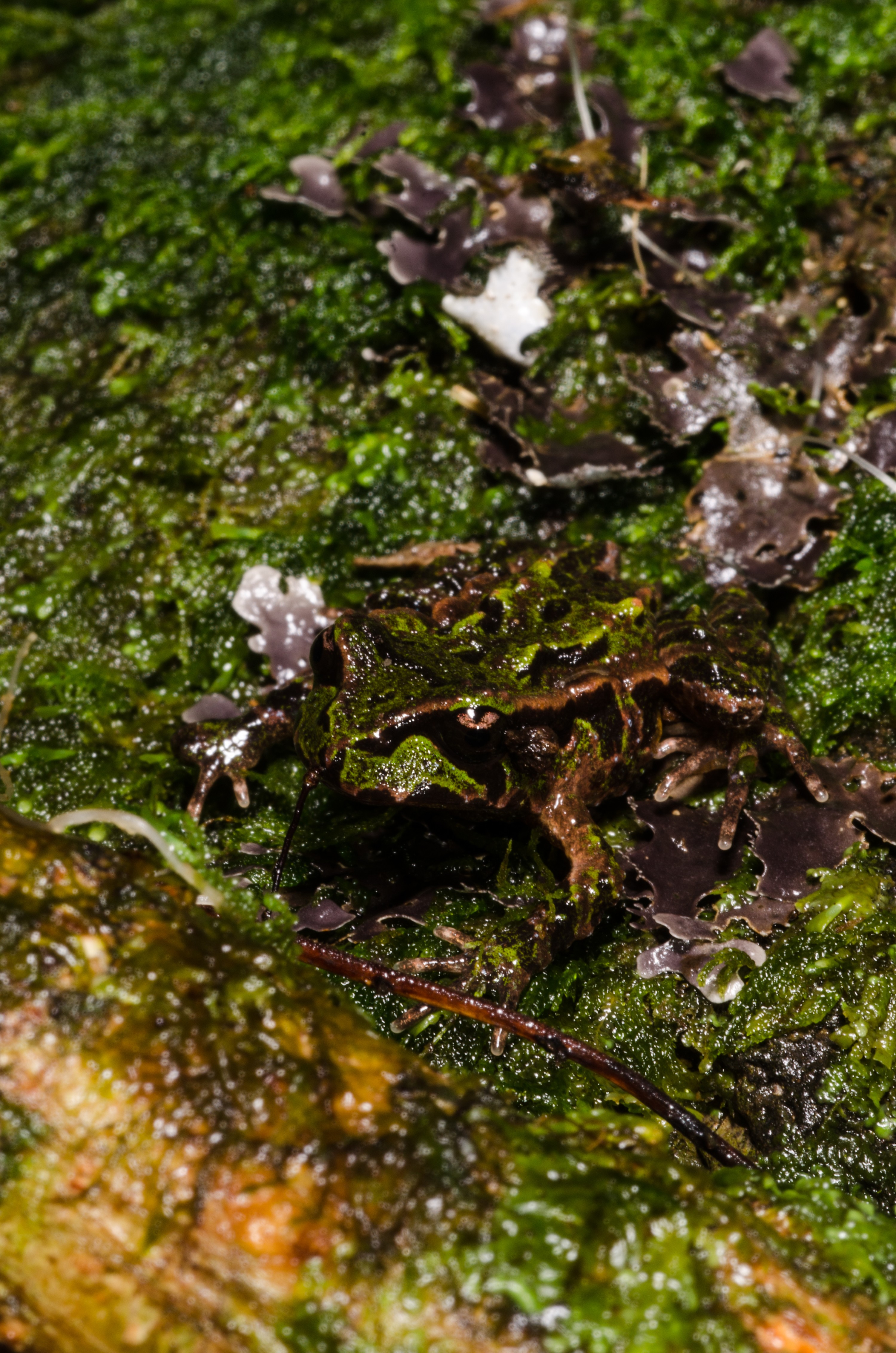 DSC_9622 – Archey's, frog, Leiopelma, archeyi, amphibian, archey, archeys, coromandel, rare, Crispin, reptiles, amphibians, rare, cold, blood, new, new zealand, zealand, nz